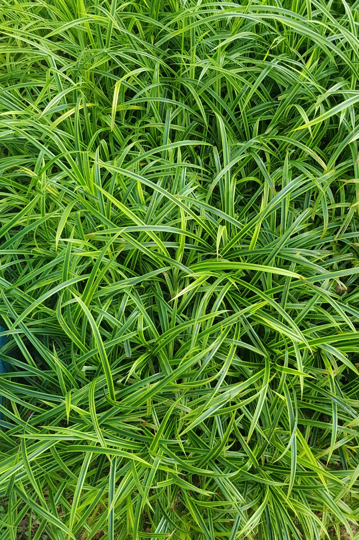 Carex oshimensis 'Evergreen'