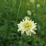 Cephalaria radiata