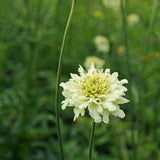 Cephalaria radiata