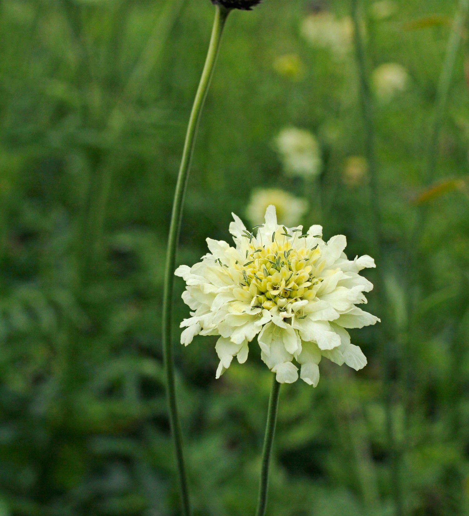 Cephalaria radiata