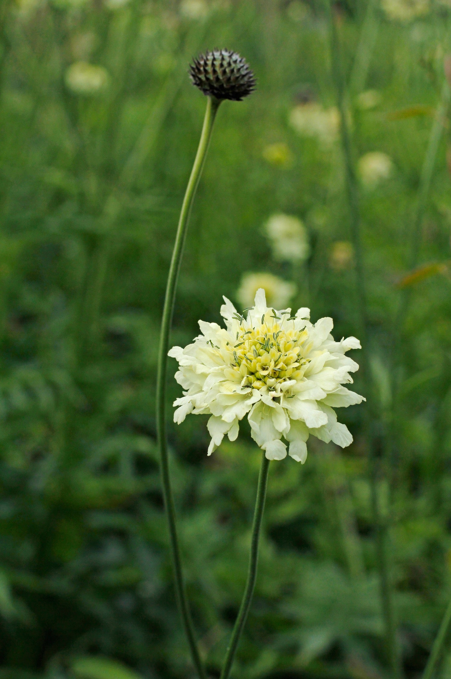 Cephalaria radiata