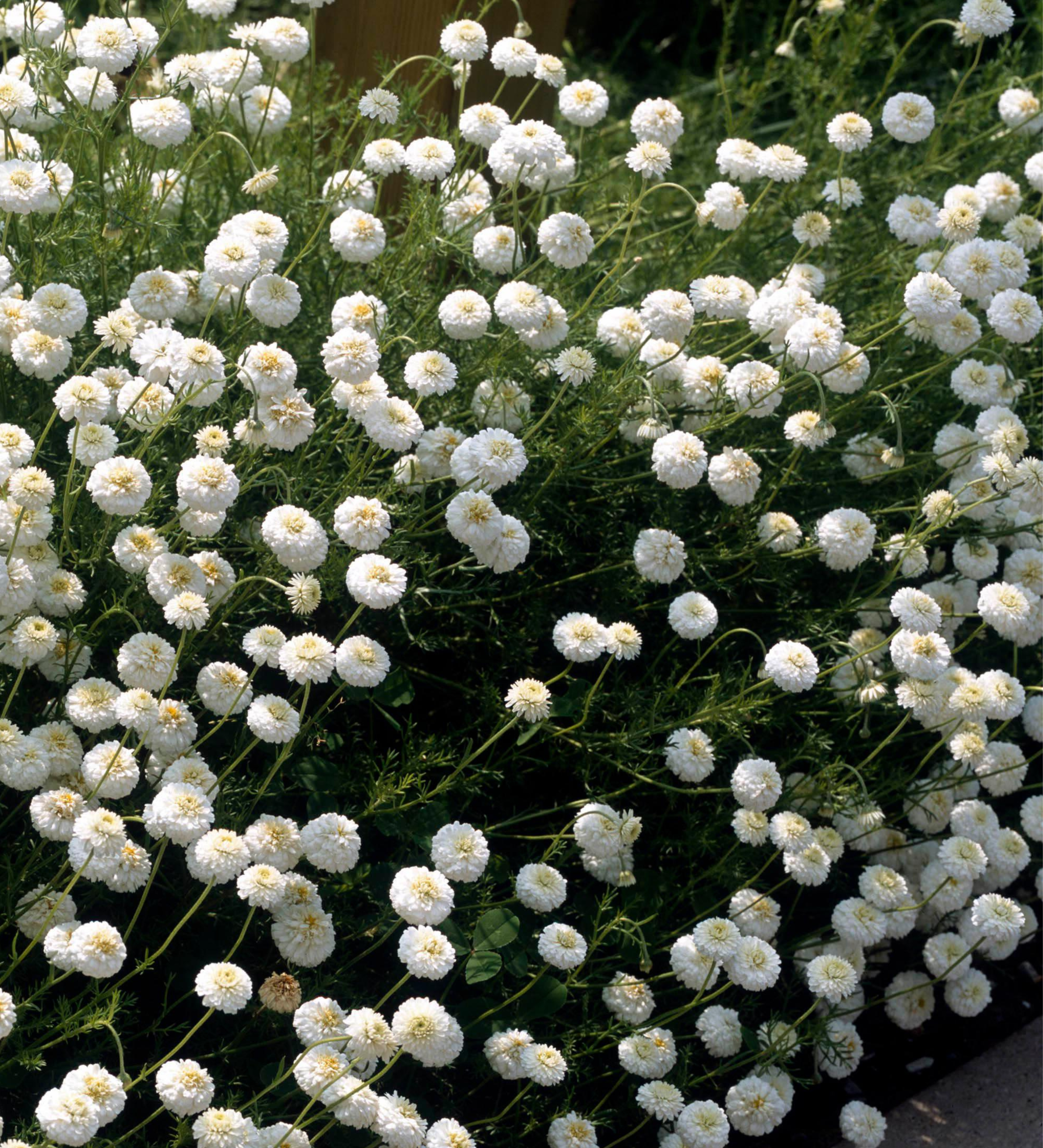 Roomse kamille (dubbelbloemig)