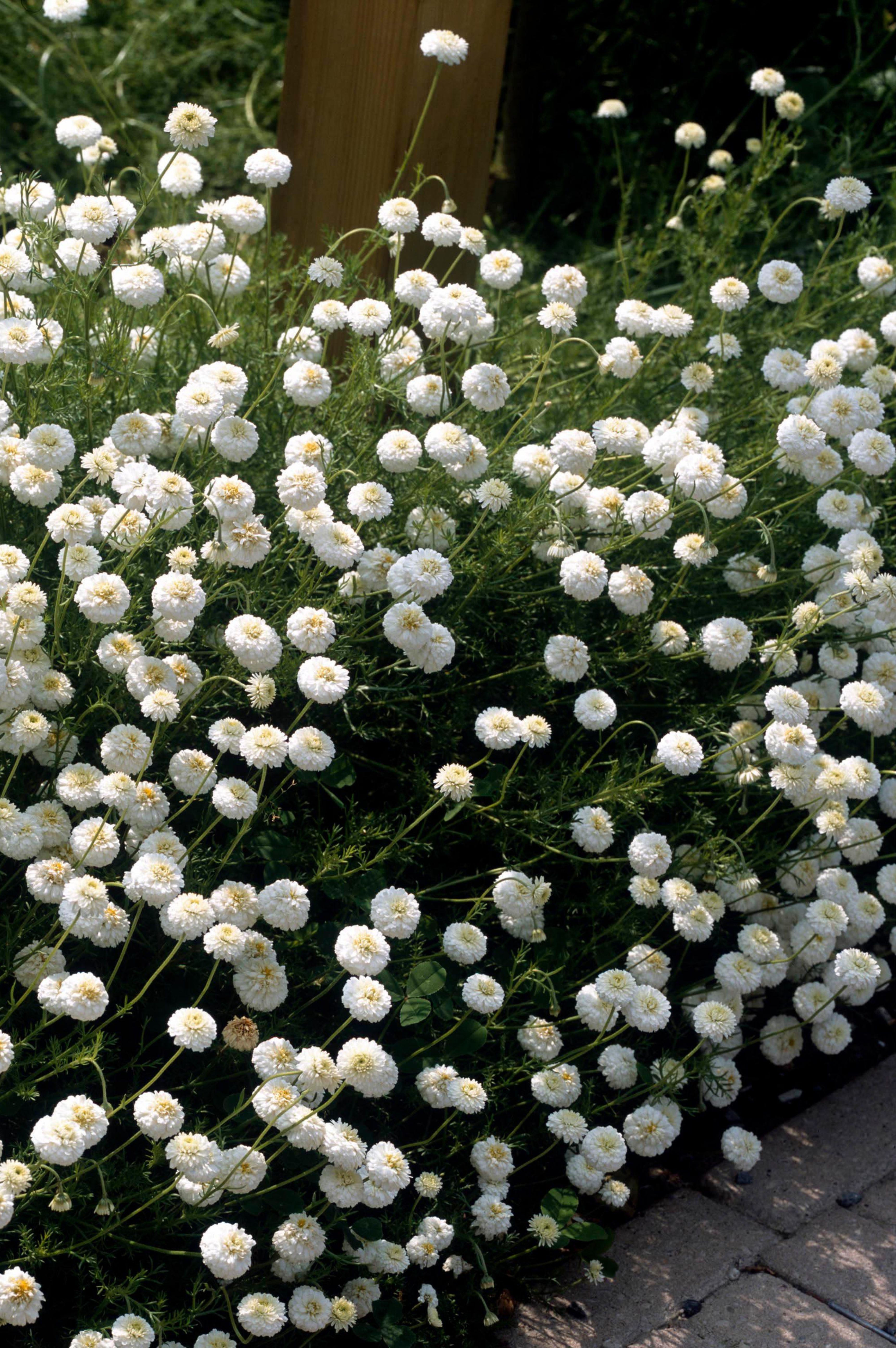 Roomse kamille (dubbelbloemig)