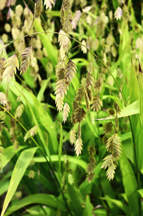 Chasmanthium latifolium