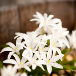 Chionodoxa luciliae 'Alba' BIO