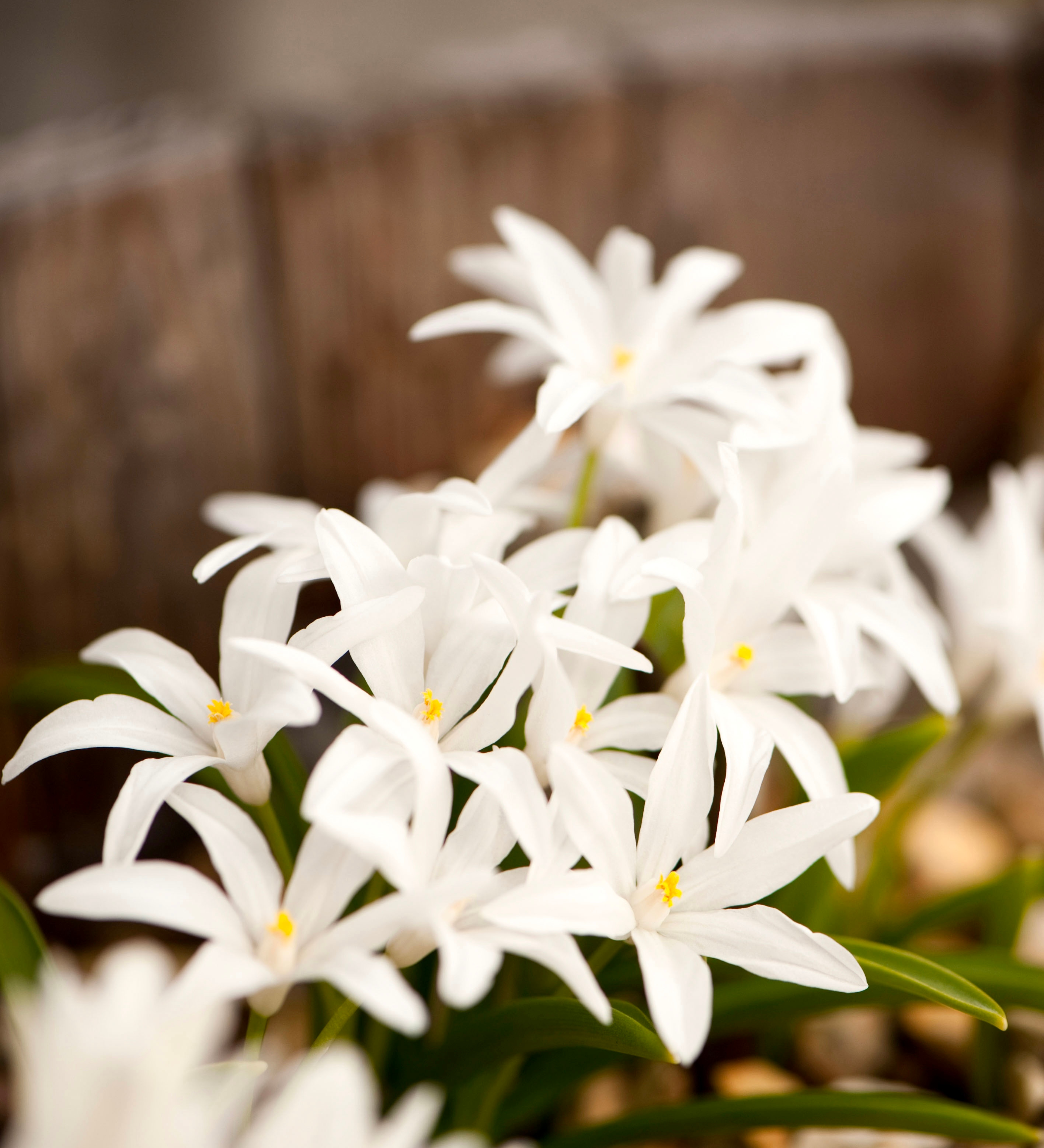 Chionodoxa luciliae 'Alba' BIO
