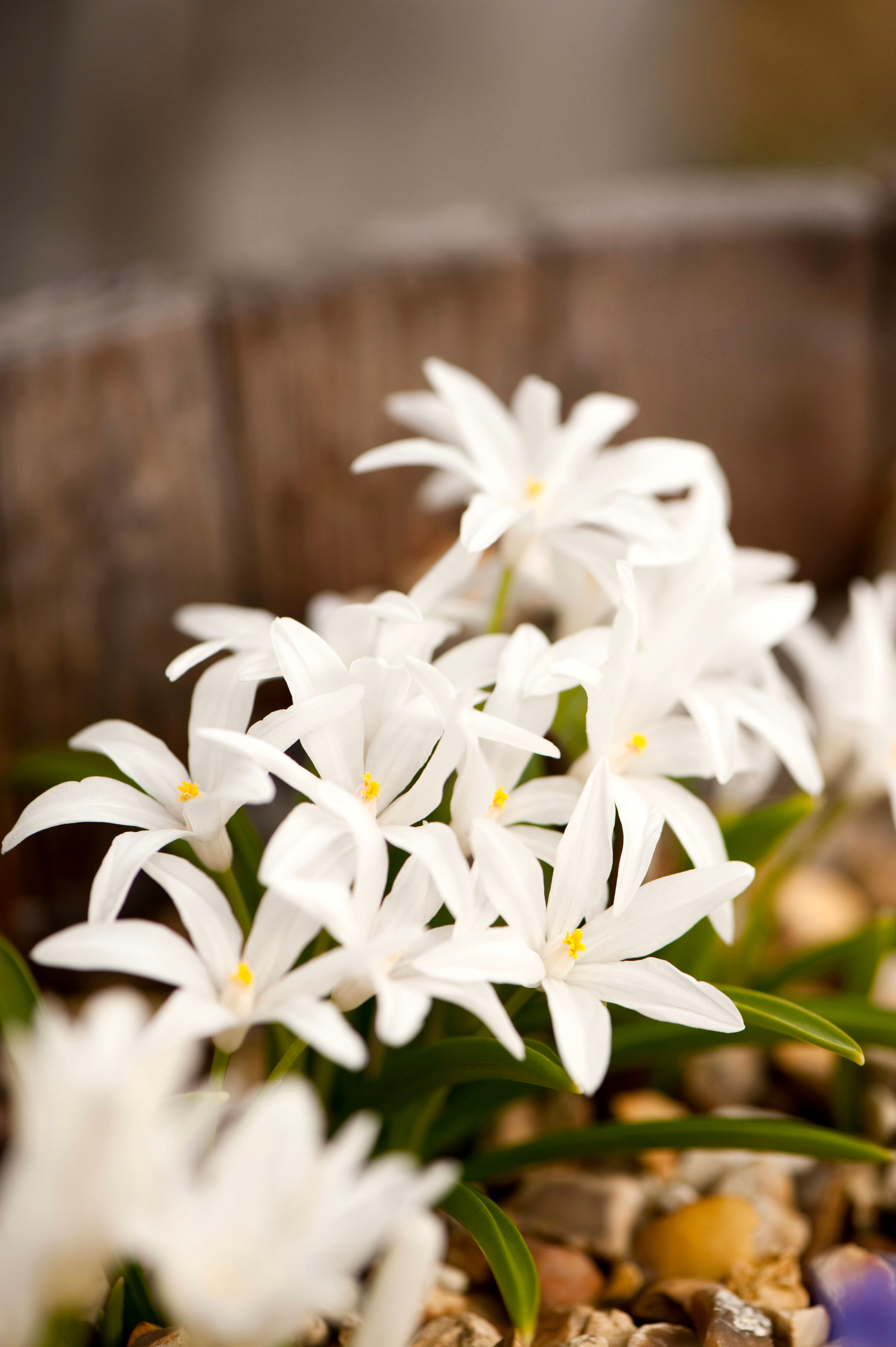 Chionodoxa luciliae 'Alba' BIO