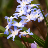 Chionodoxa luciliae BIO