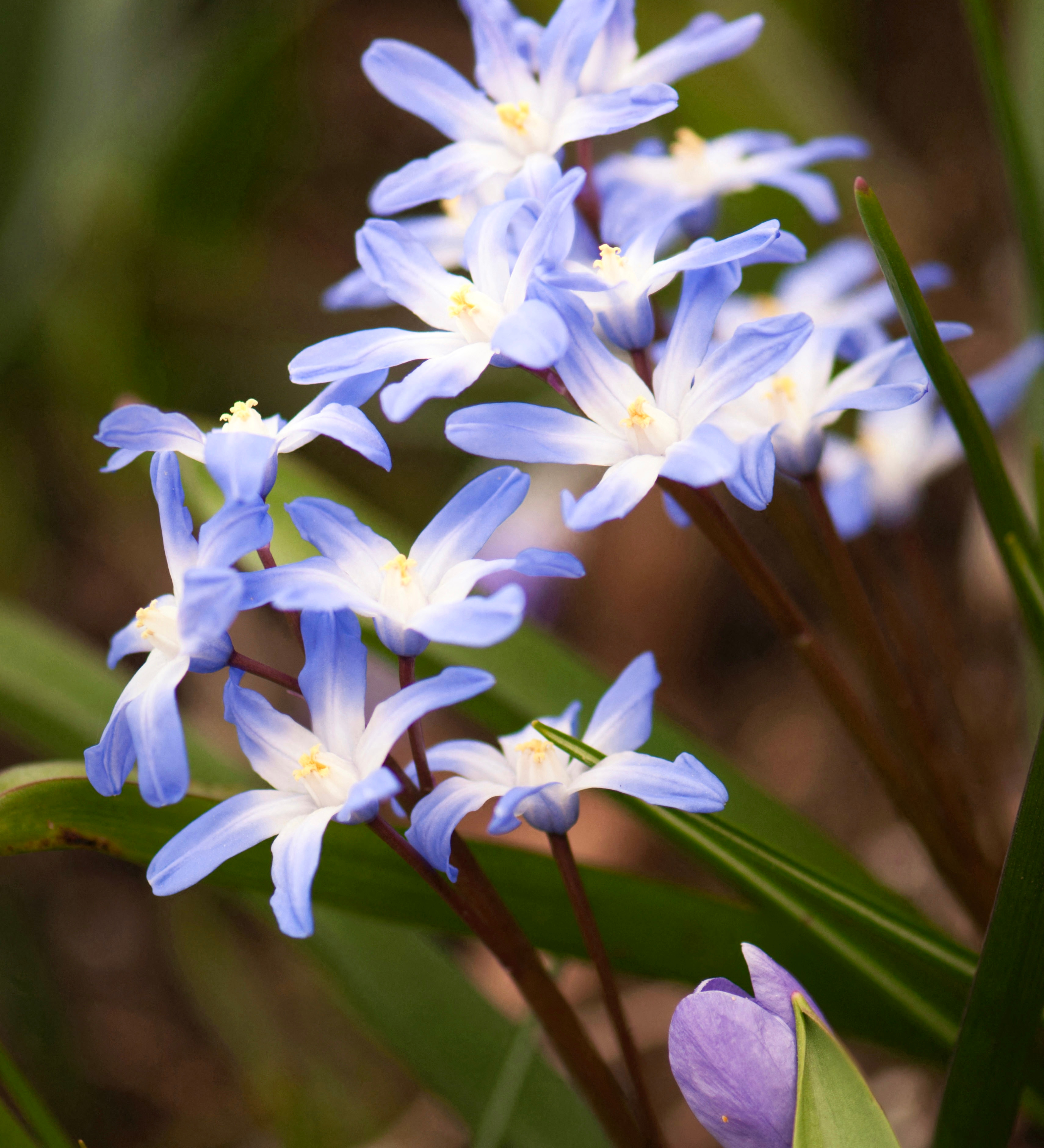 Chionodoxa luciliae BIO