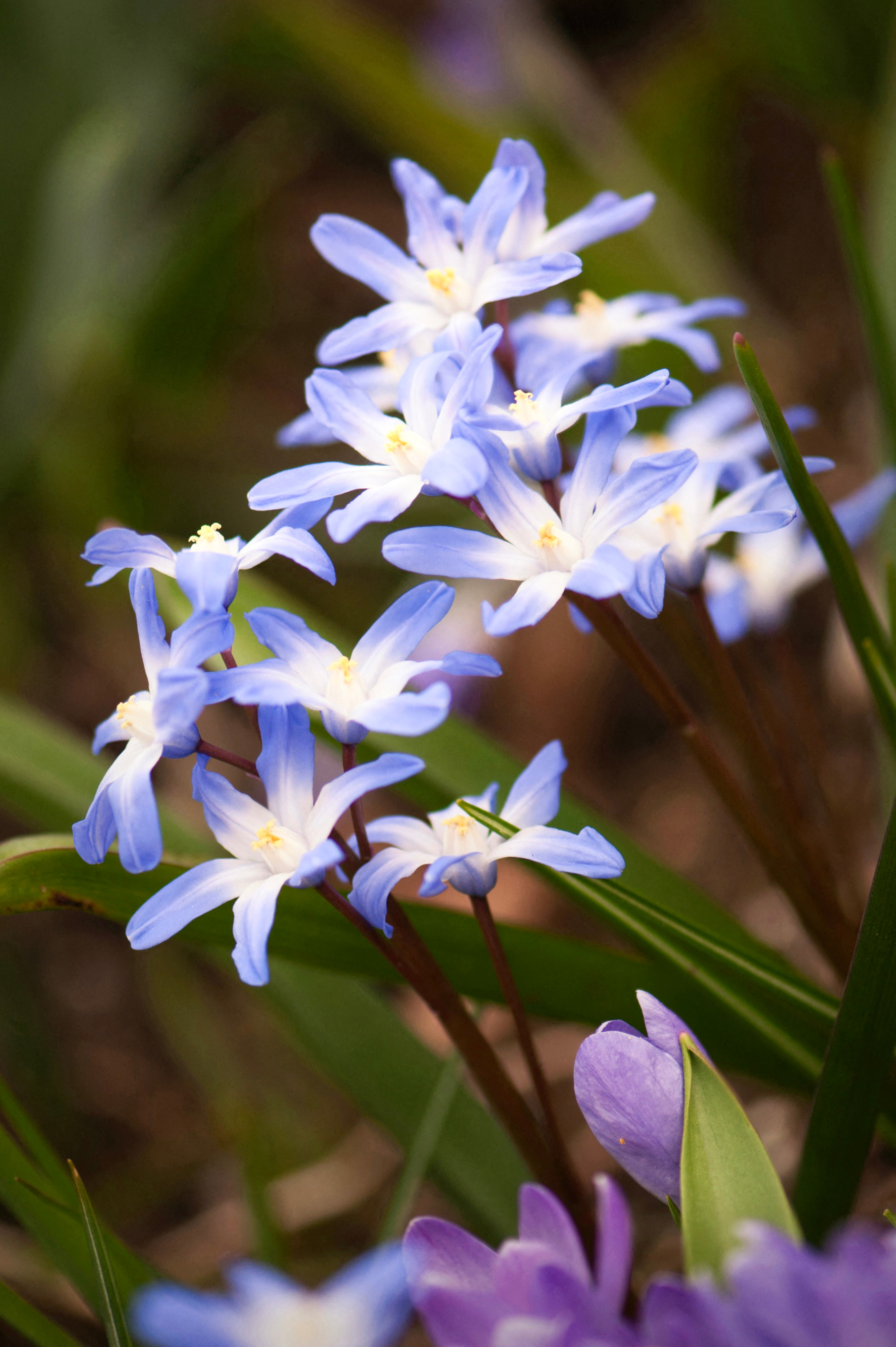Chionodoxa luciliae BIO