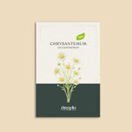 Chrysantemum leucanthemum-Angelo