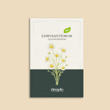 Chrysantemum leucanthemum-Angelo
