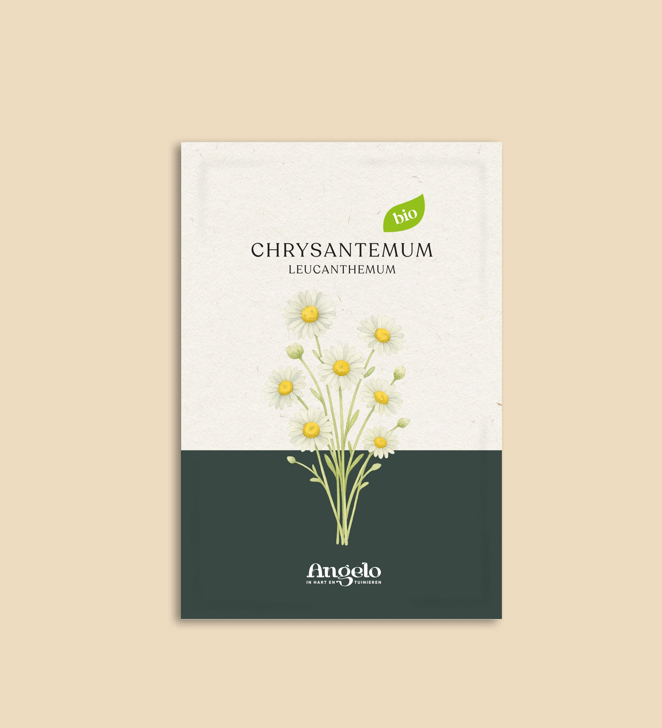 Chrysantemum leucanthemum-Angelo