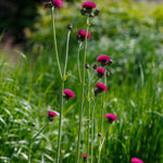 Cirsium rivulare 'Atropurpureum'