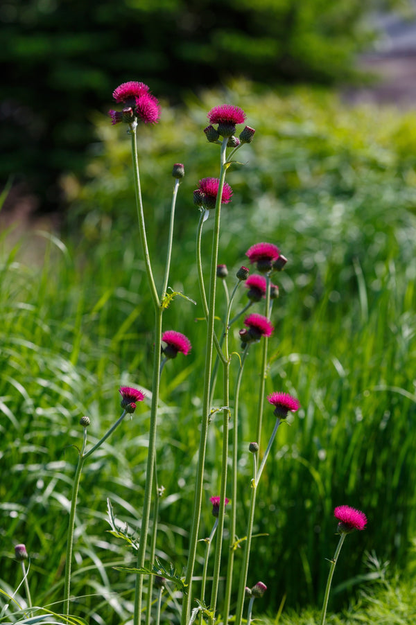 Cirsium rivulare 'Atropurpureum'