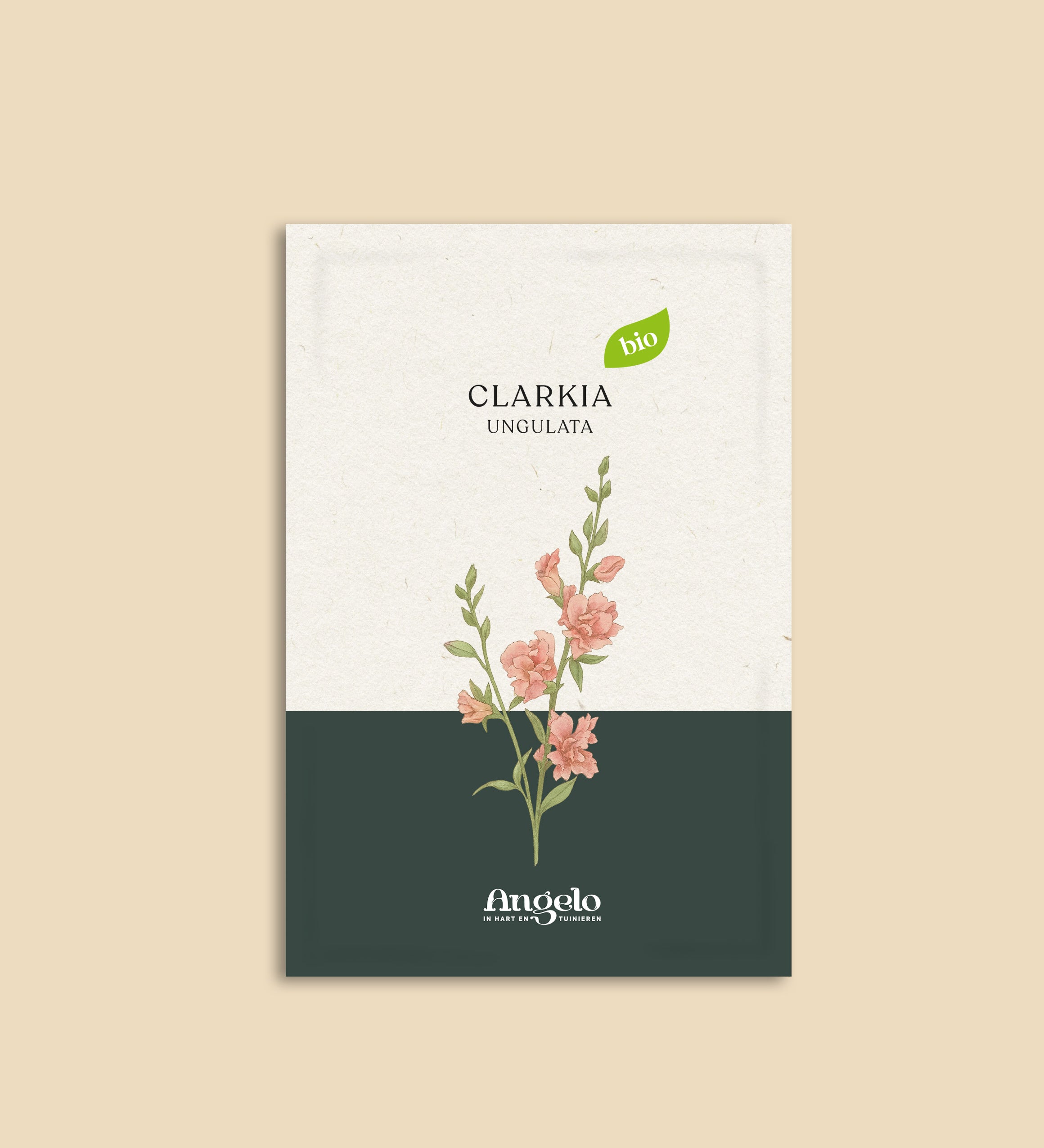 Clarkia ungulata-Angelo