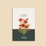 Cosmos bipinnatus 'antiquity'-Angelo