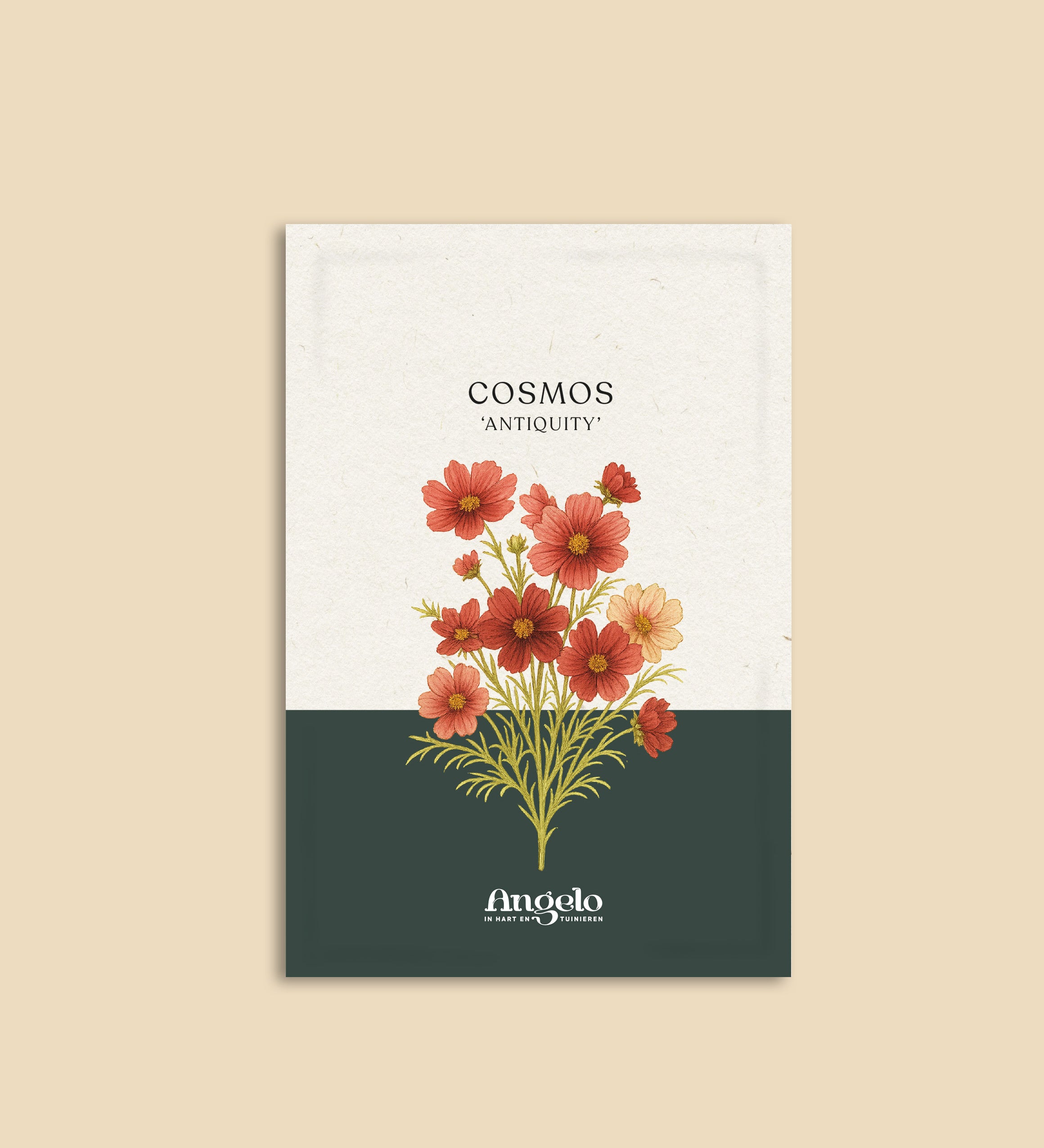 Cosmos bipinnatus 'antiquity'-Angelo