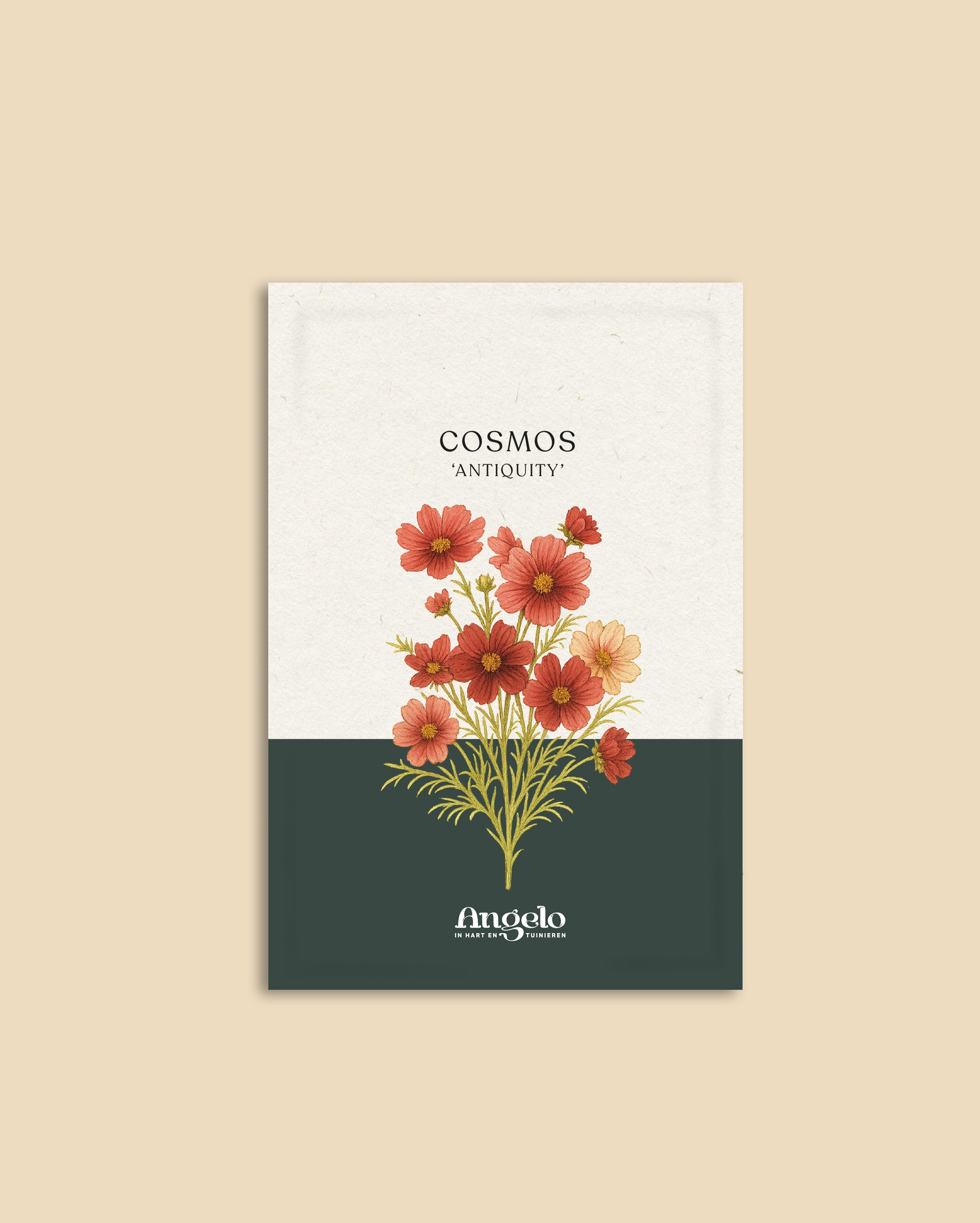 Cosmos bipinnatus 'antiquity'-Angelo