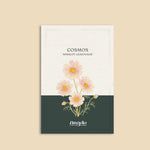 Cosmos bipinnatus 'apricot lemonade'-Angelo