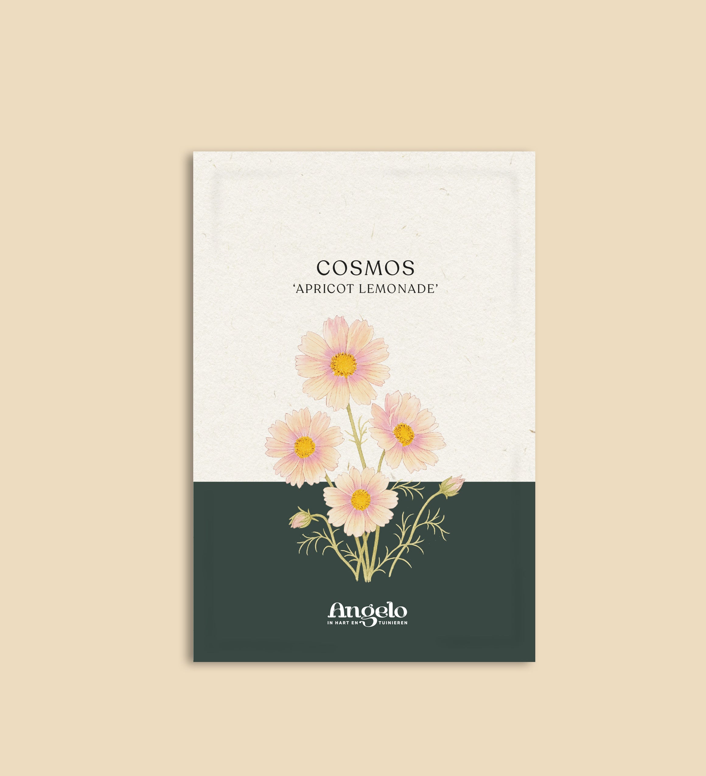 Cosmos bipinnatus 'apricot lemonade'-Angelo