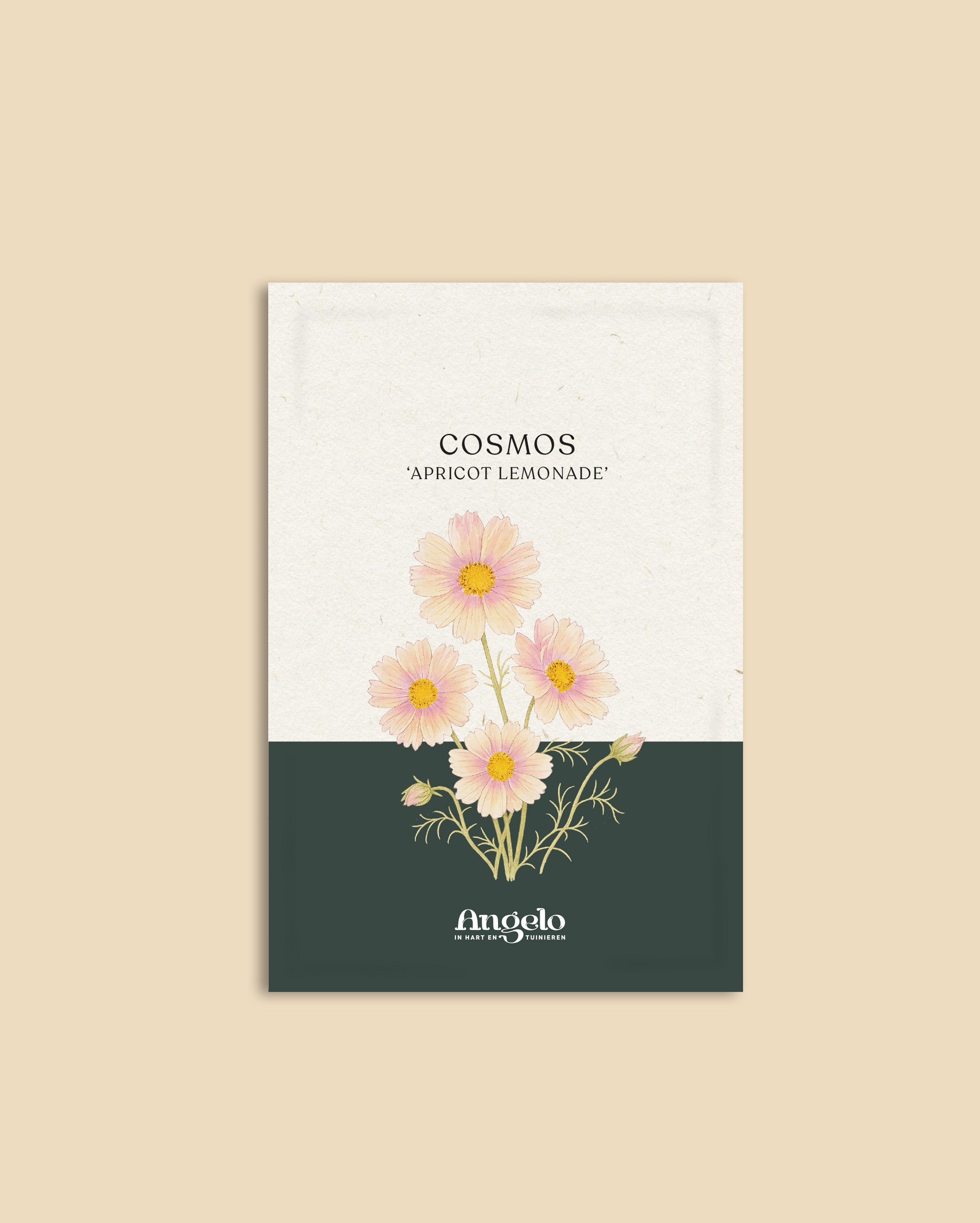 Cosmos bipinnatus 'apricot lemonade'-Angelo