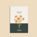 Cosmos bipinnatus 'apricotta'-Angelo