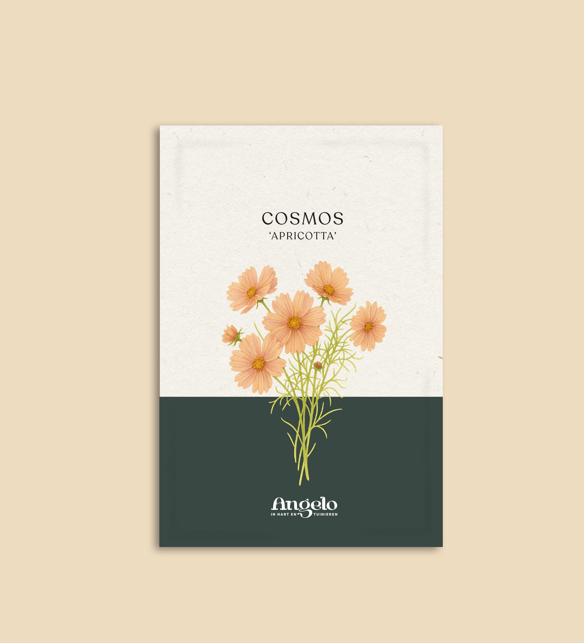 Cosmos bipinnatus 'apricotta'-Angelo