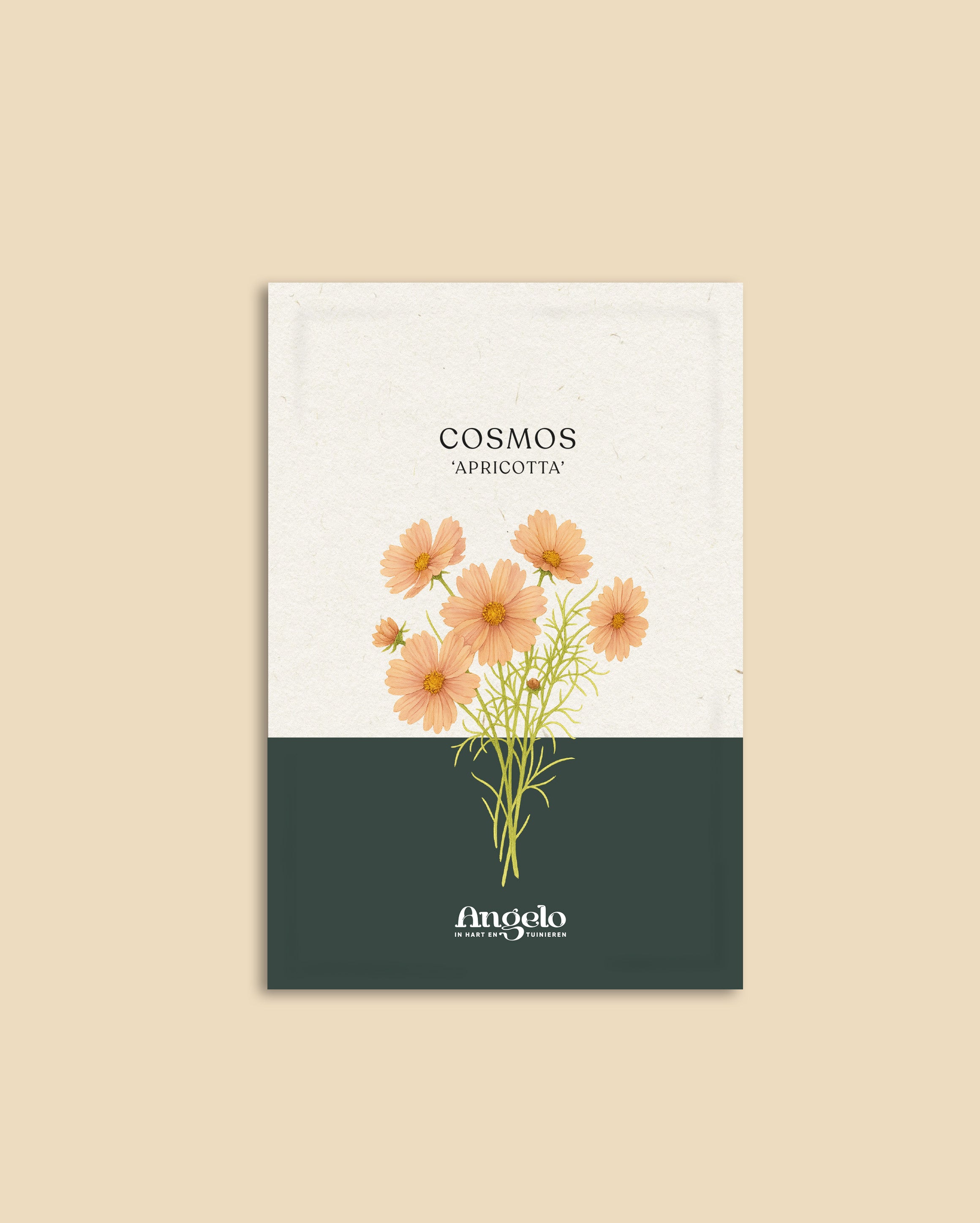 Cosmos bipinnatus 'apricotta'-Angelo