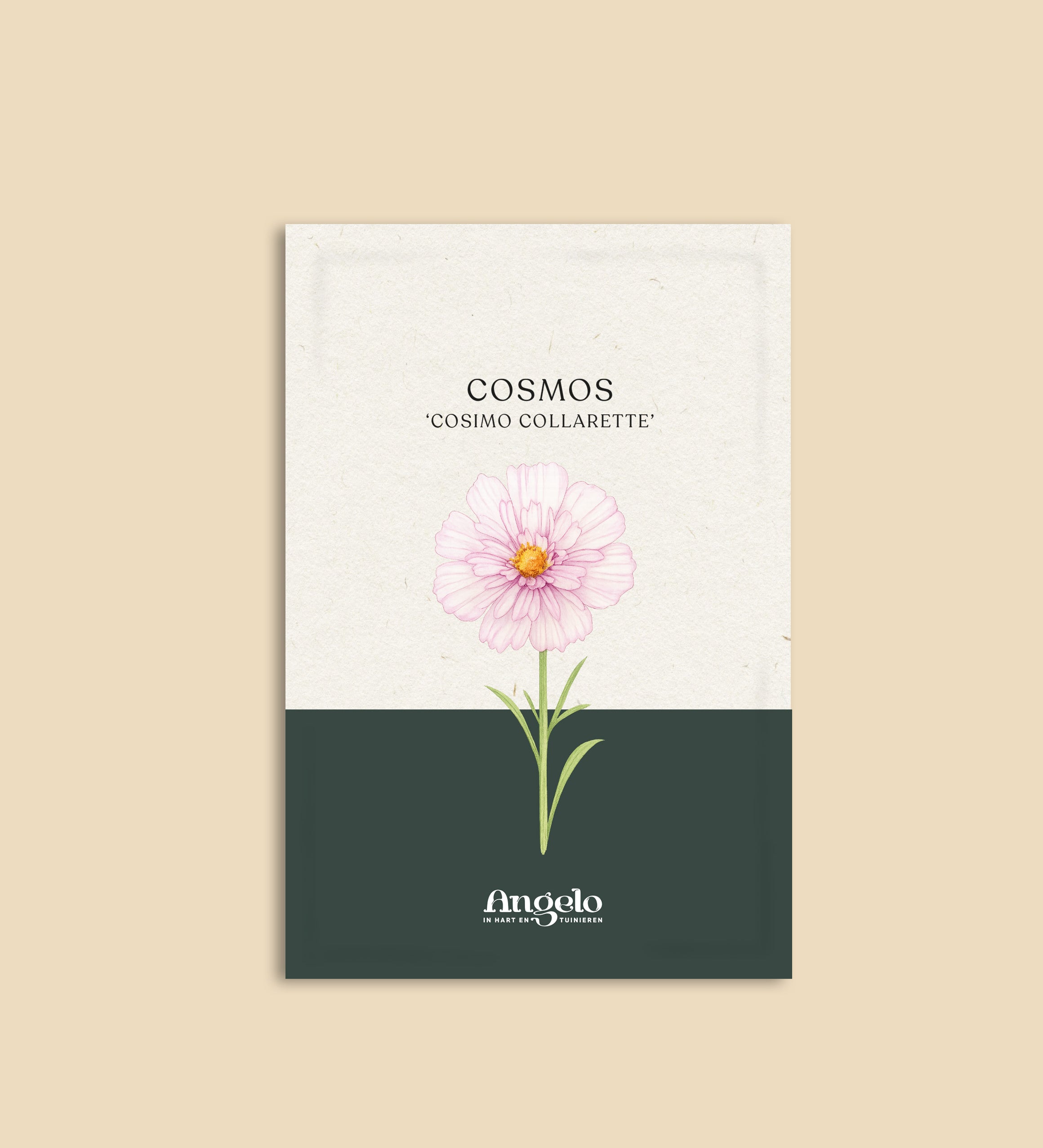 Cosmos bipinnatus 'Cosimo Collarette'-Angelo