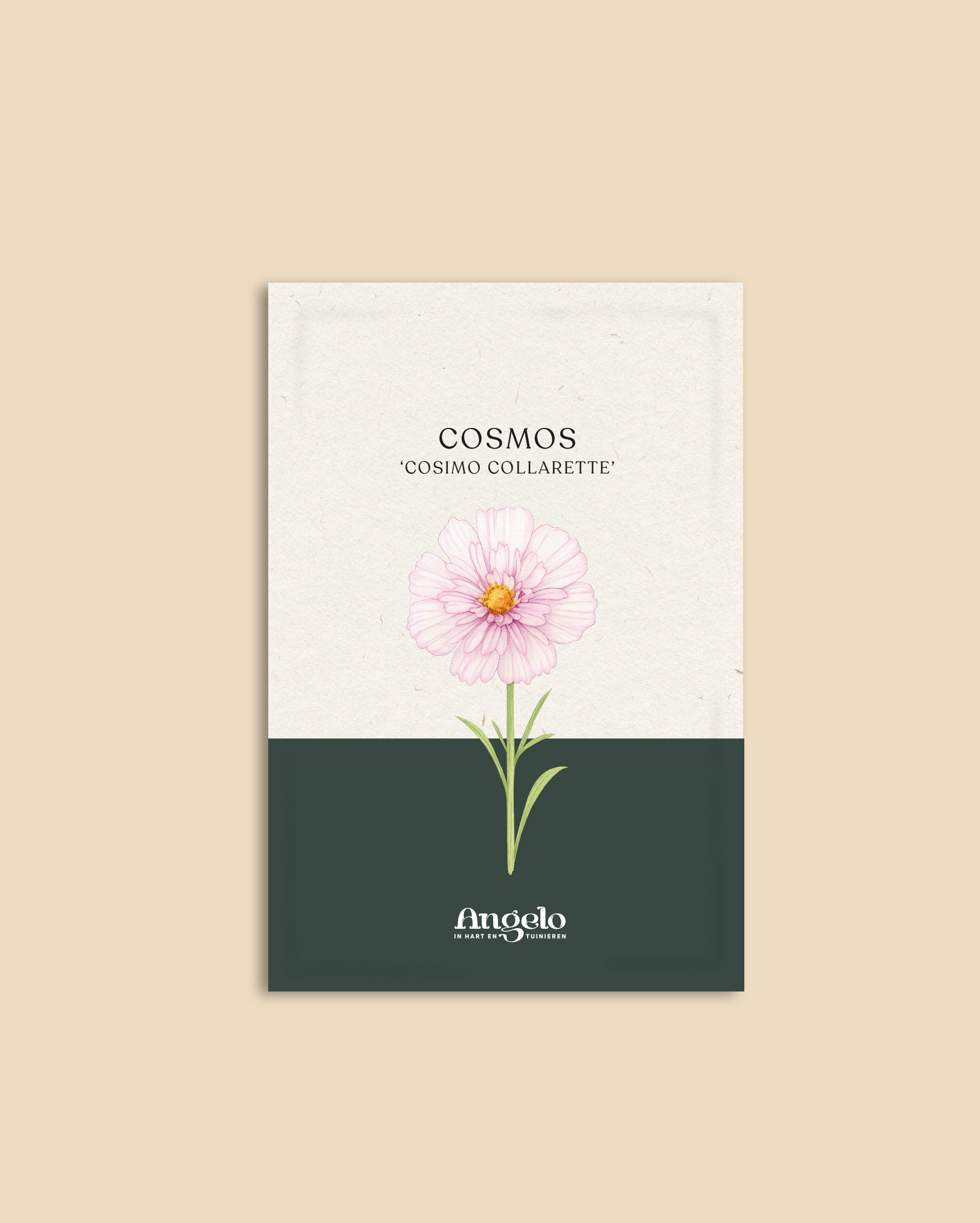 Cosmos bipinnatus 'Cosimo Collarette'-Angelo