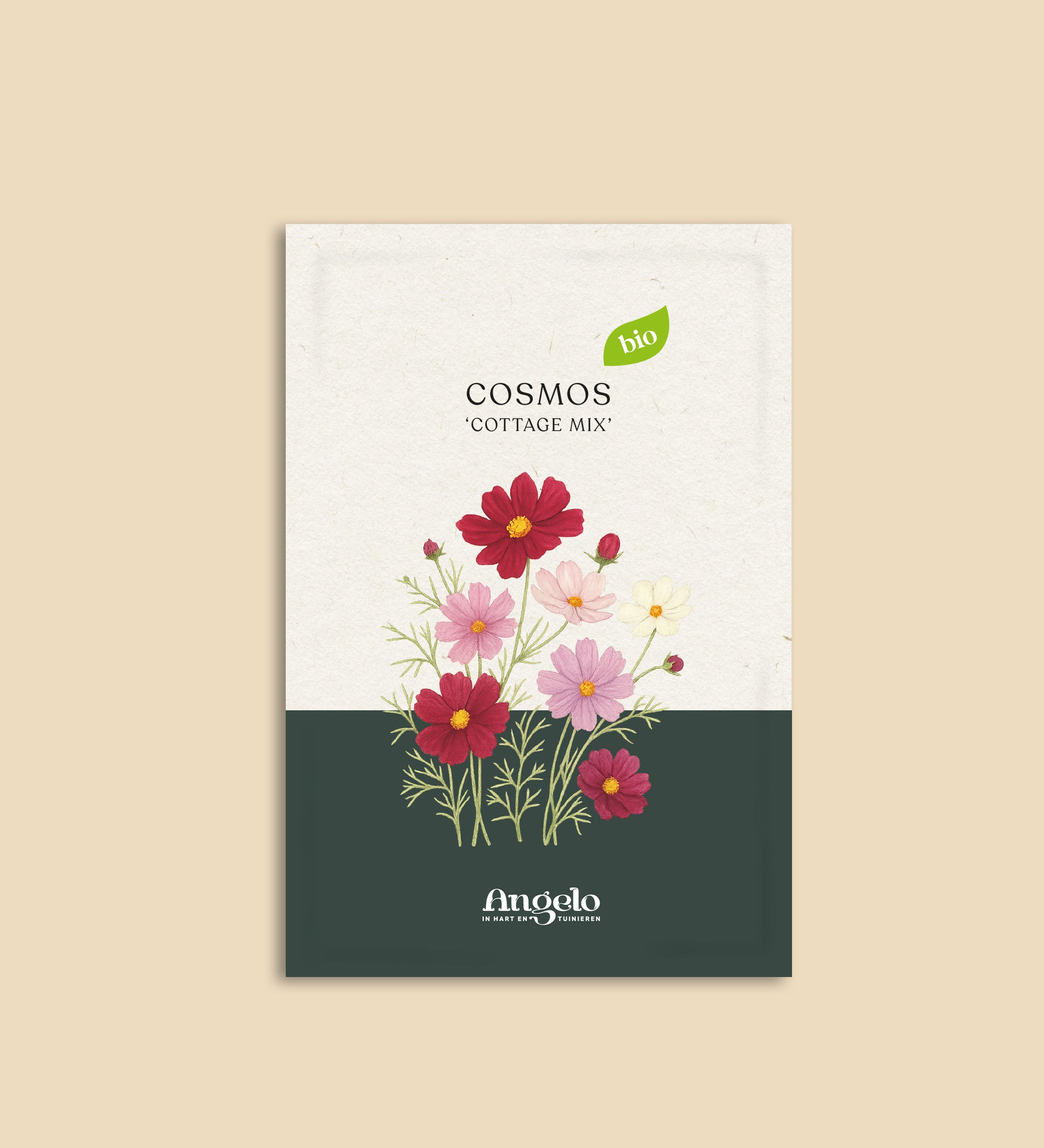 Cosmos bipinnatus 'Cottage Mix'-Angelo