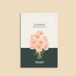Cosmos bipinnatus 'cupcakes blush'-Angelo