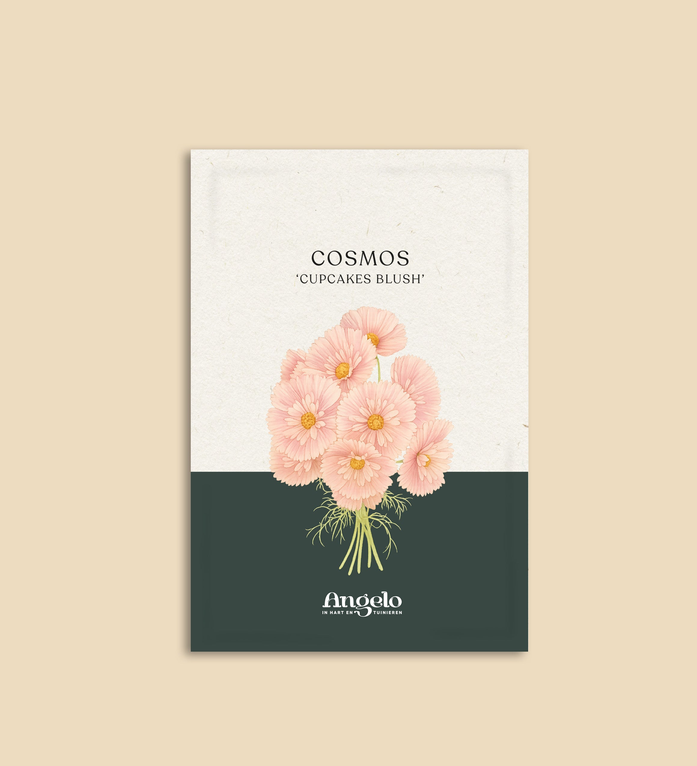 Cosmos bipinnatus 'cupcakes blush'-Angelo