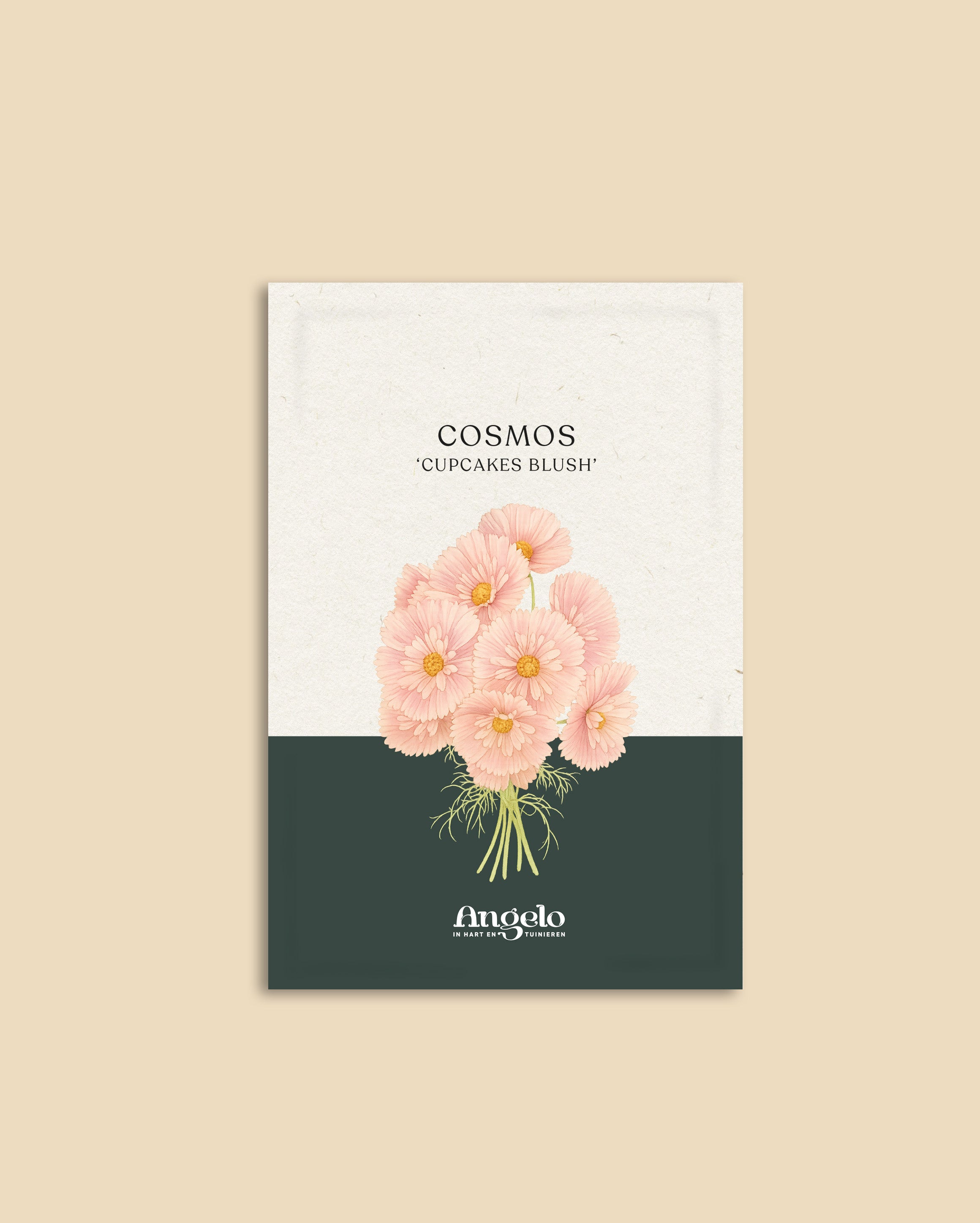 Cosmos bipinnatus 'cupcakes blush'-Angelo