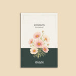 Cosmos bipinnatus 'Daydream'-Angelo