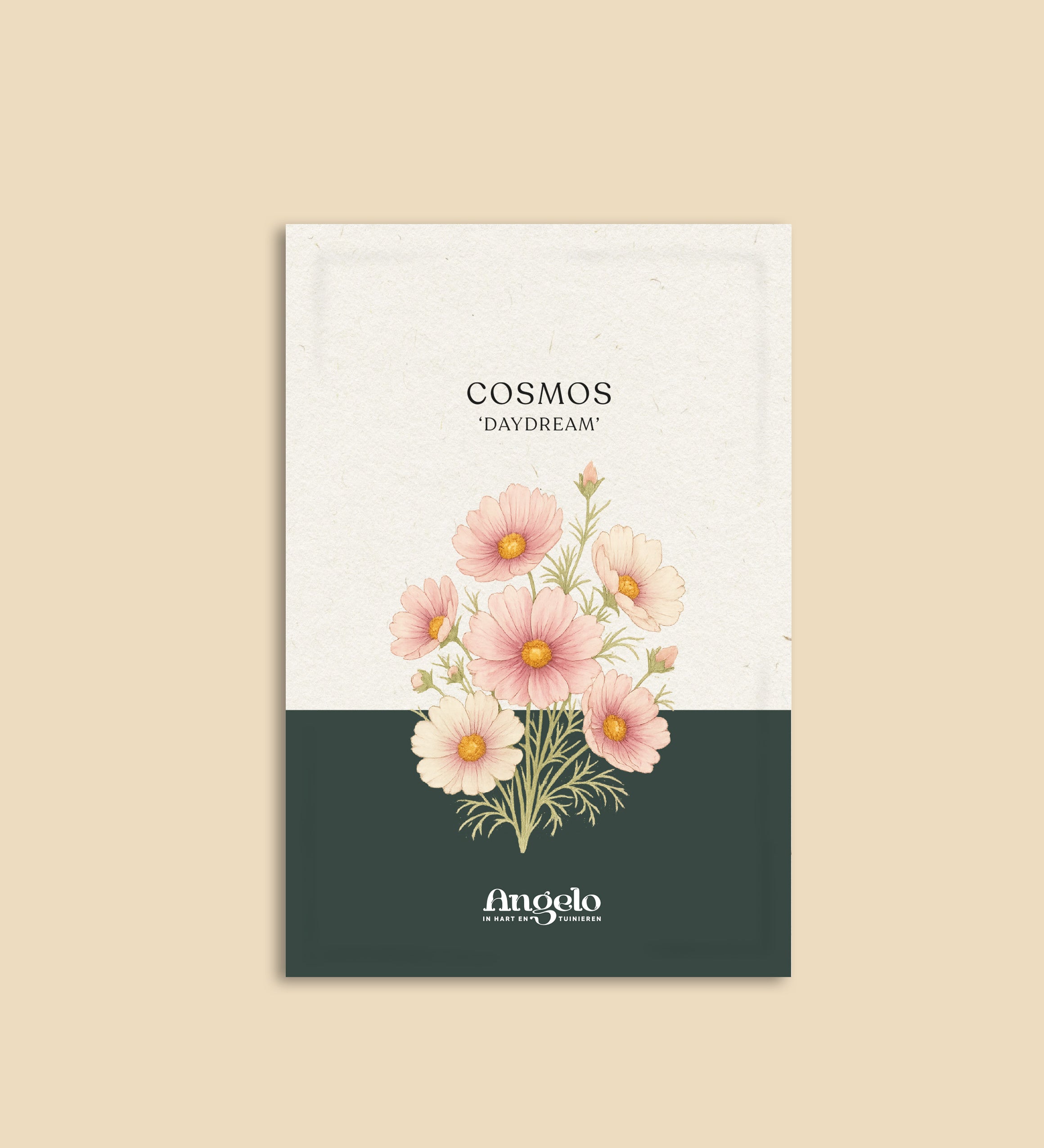 Cosmos bipinnatus 'Daydream'-Angelo