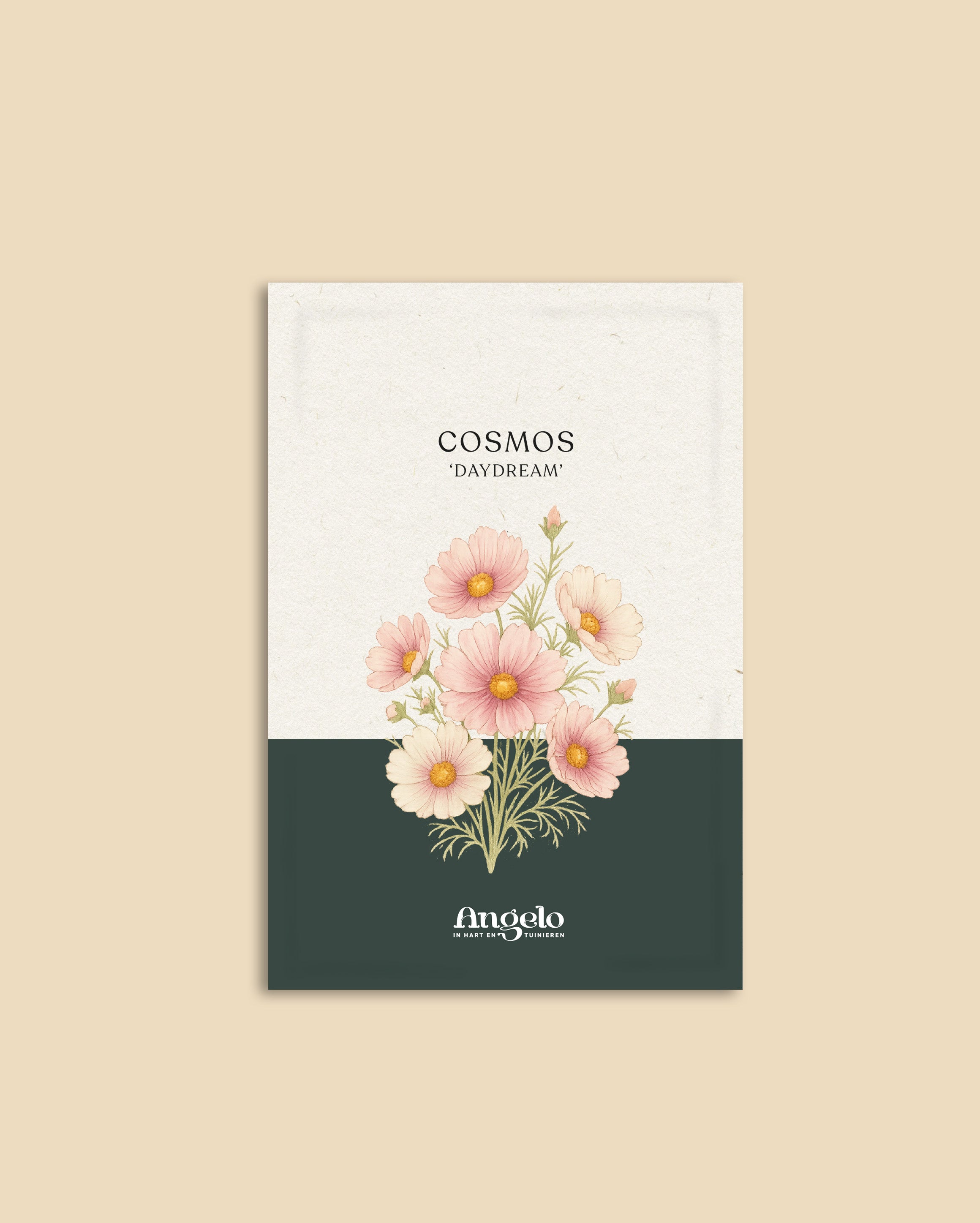 Cosmos bipinnatus 'Daydream'-Angelo