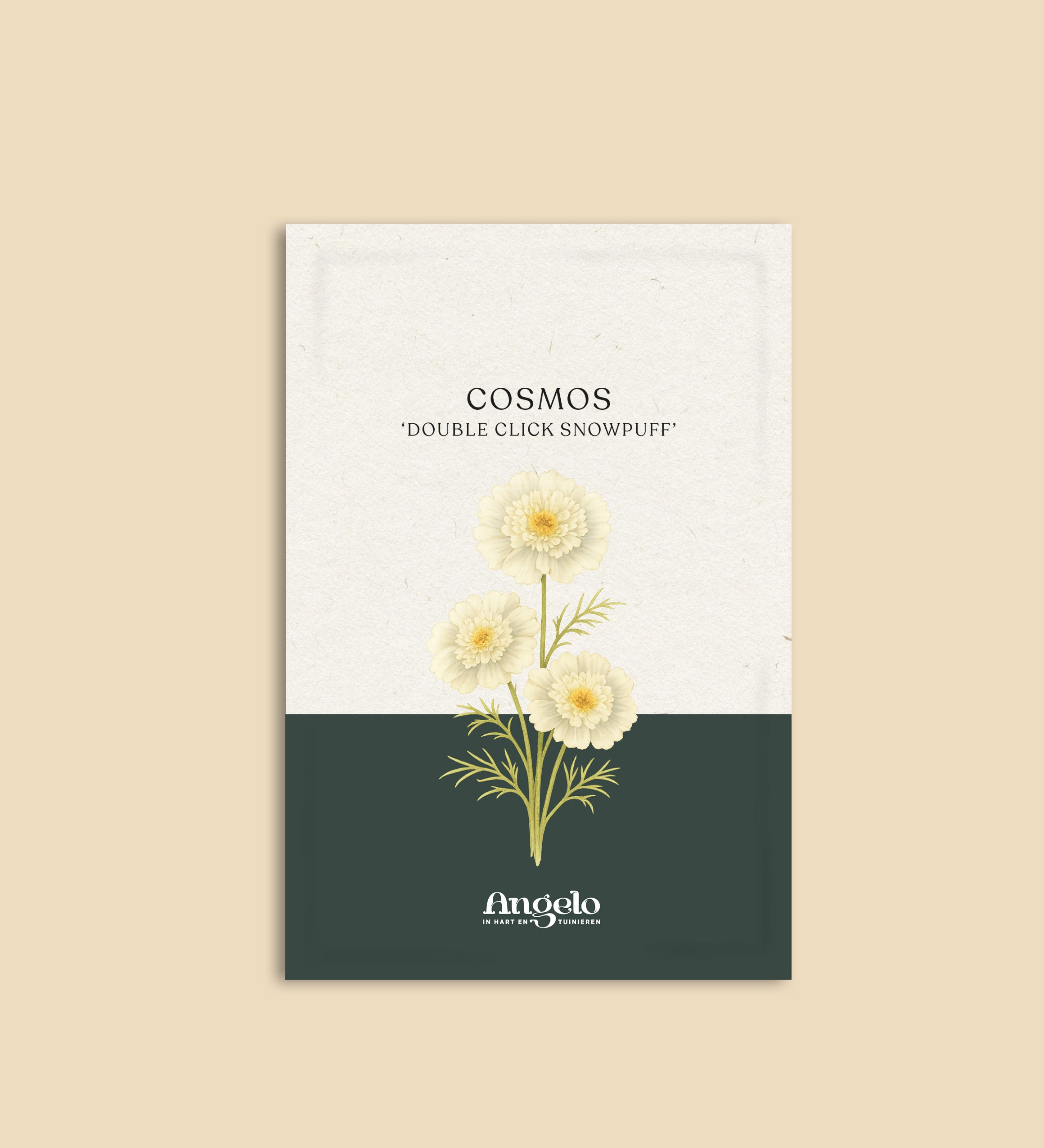 Cosmos bipinnatus 'Double Click Snowpuff'-Angelo
