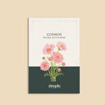 Cosmos bipinnatus 'double dutch rose'-Angelo