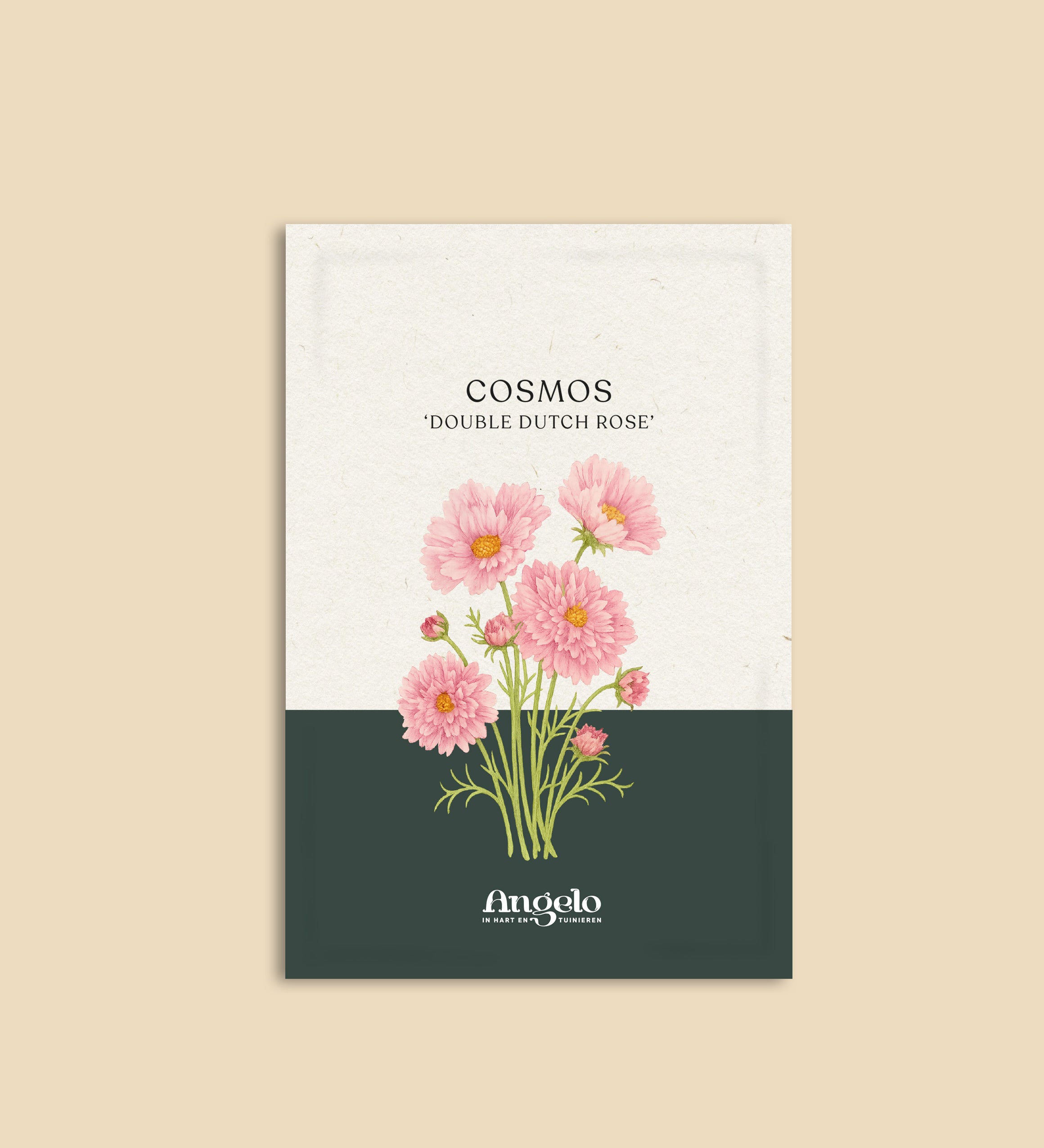 Cosmos bipinnatus 'double dutch rose'-Angelo