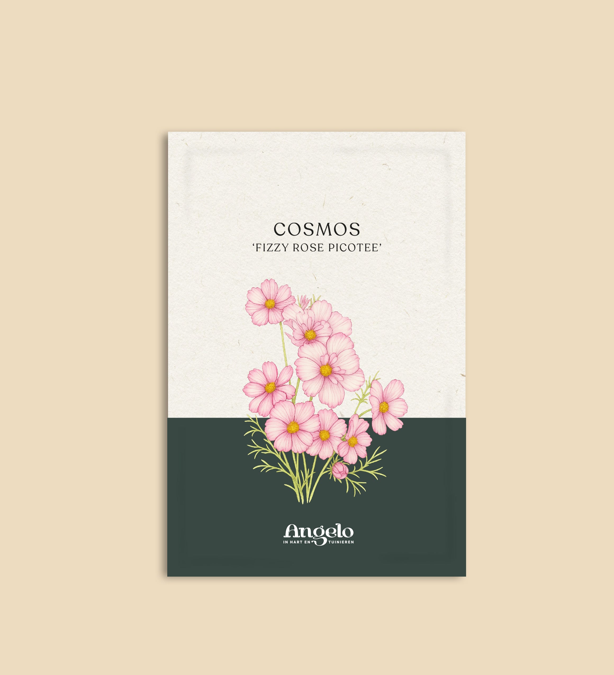Cosmos bipinnatus 'fizzy rose picotee'-Angelo