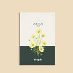 Cosmos bipinnatus 'kiiro'-Angelo