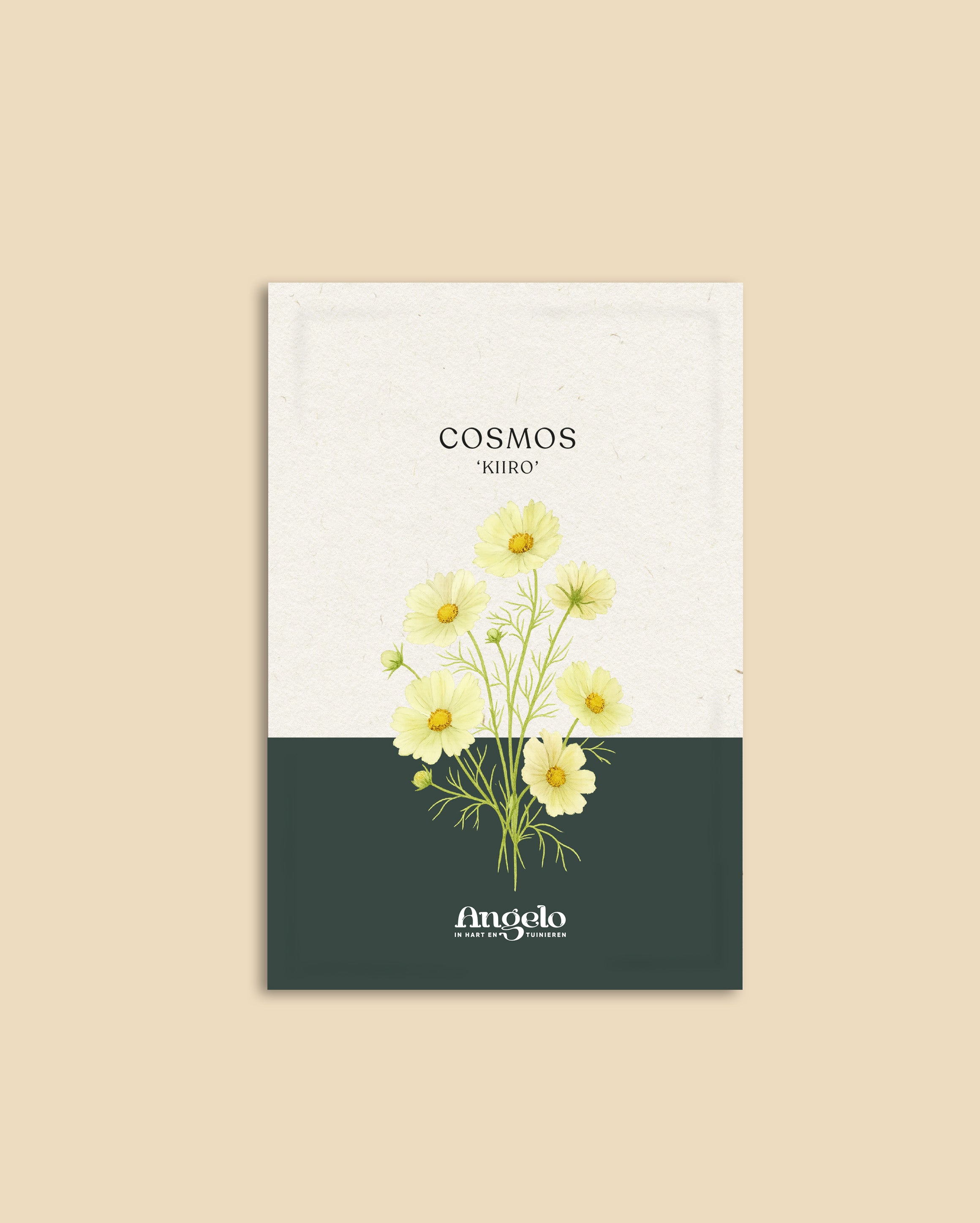 Cosmos bipinnatus 'kiiro'-Angelo