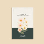 Cosmos bipinnatus 'Tetra Versailles Flush'-Angelo