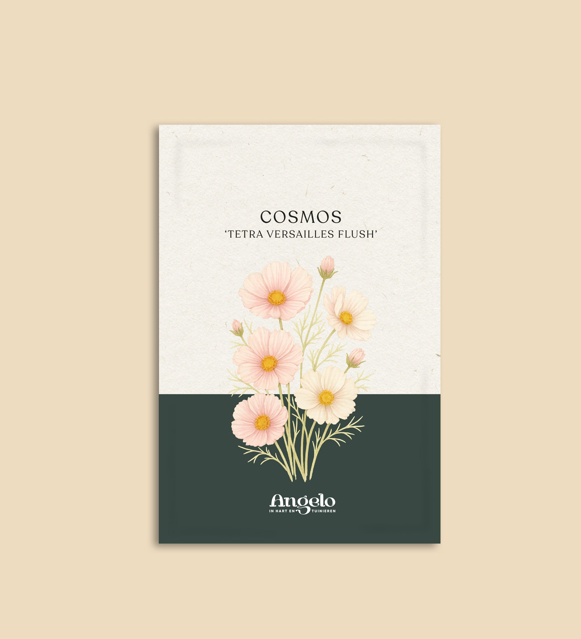 Cosmos bipinnatus 'Tetra Versailles Flush'-Angelo