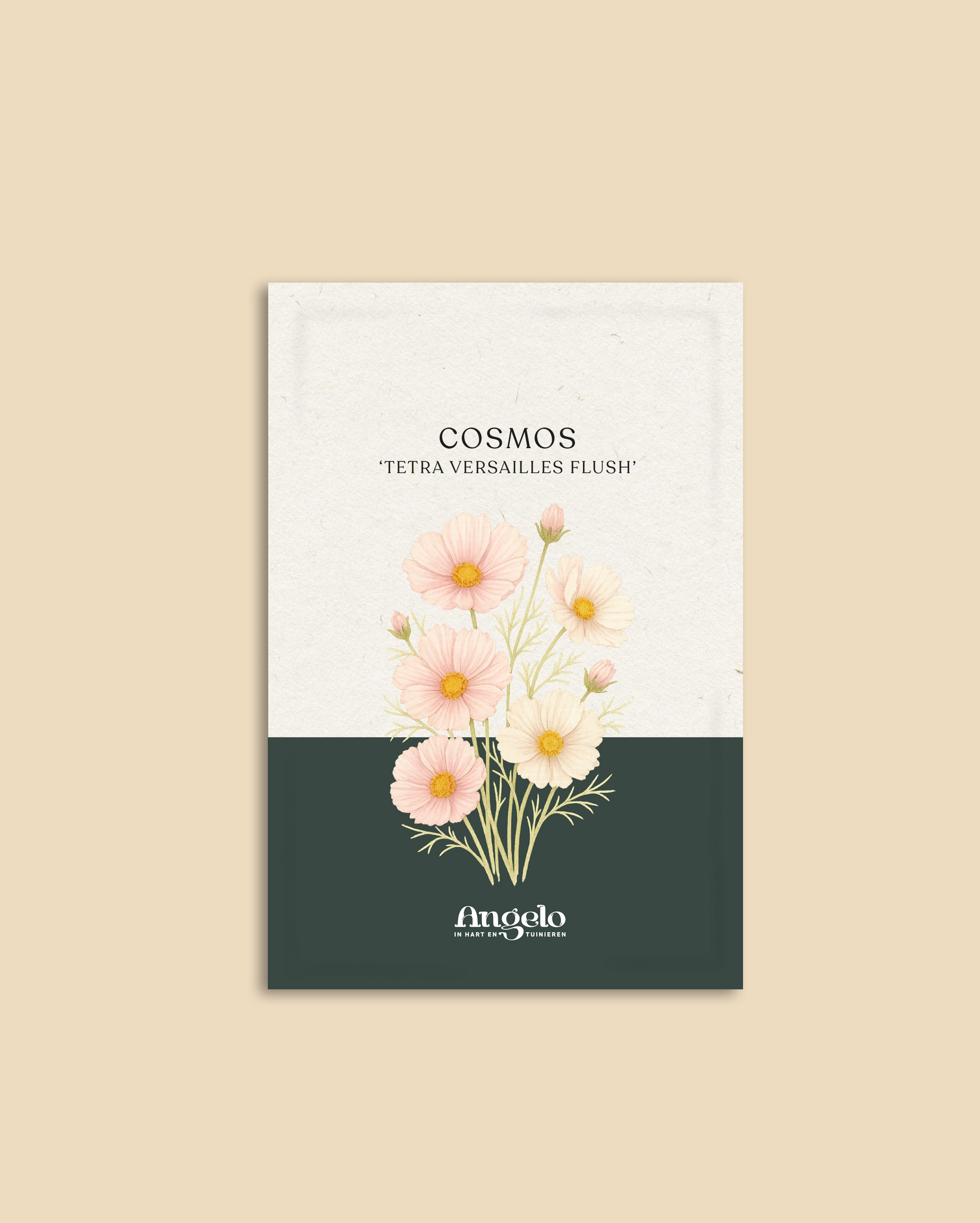 Cosmos bipinnatus 'Tetra Versailles Flush'-Angelo