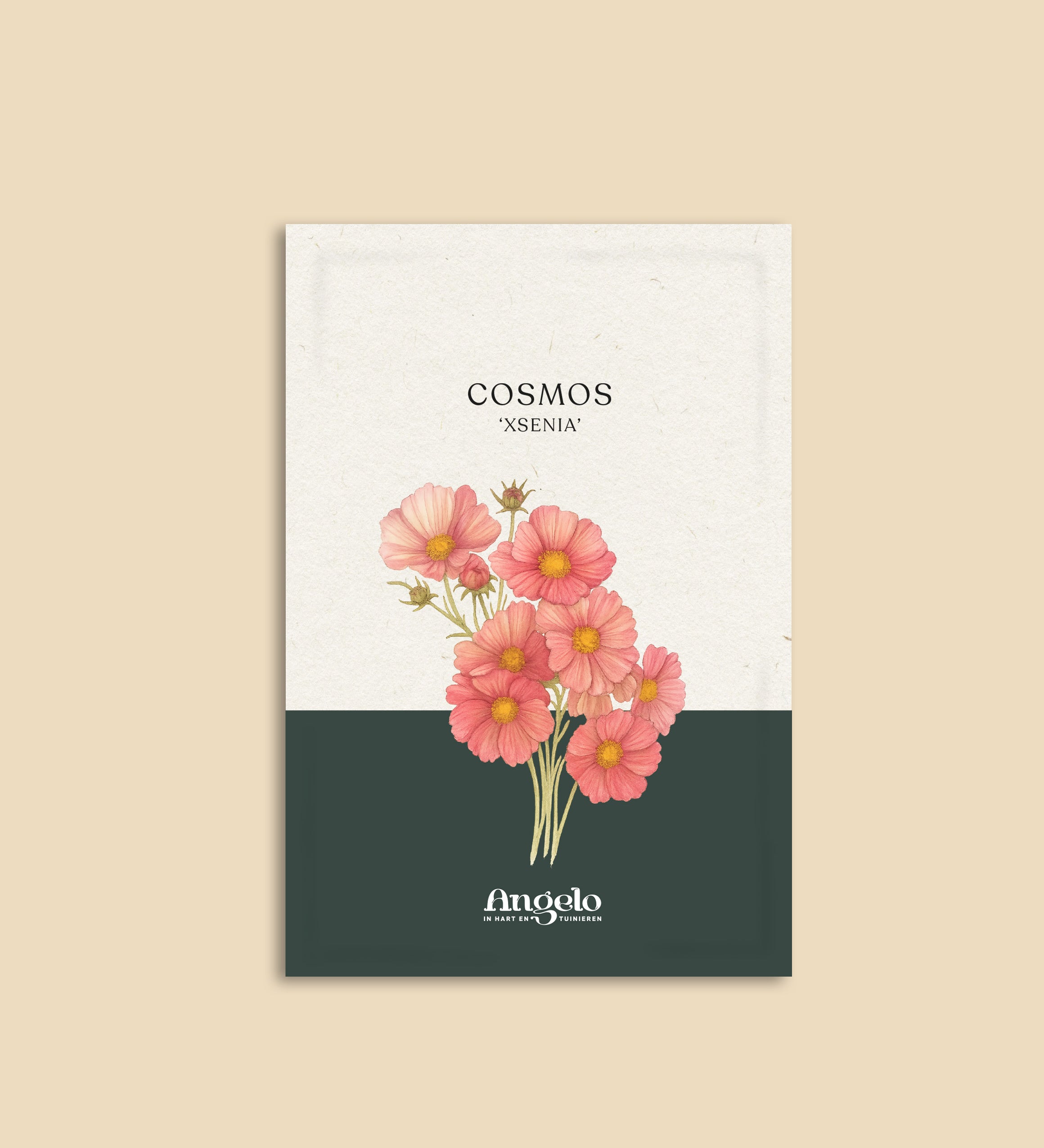 Cosmos bipinnatus 'xsenia'-Angelo