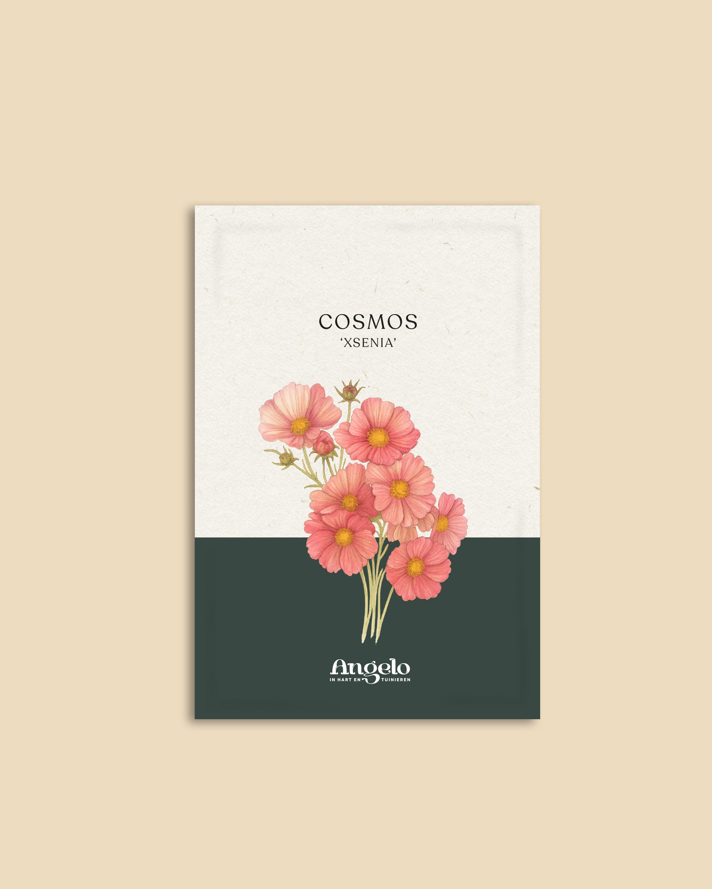 Cosmos bipinnatus 'xsenia'-Angelo