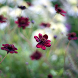 Cosmos atrosanguineus
